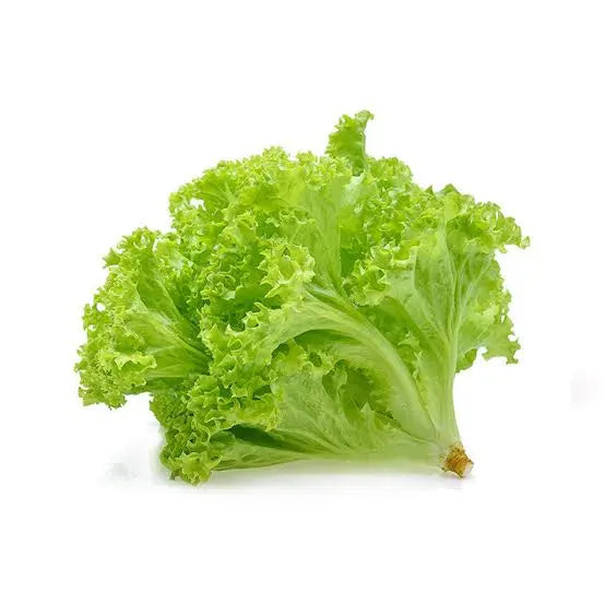 Lechuga / Lettuce
